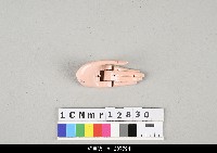 藏品(泉州傀儡戲道具)的圖片